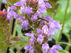 Prunella grandifloraGrootbloemige brunel bestellen